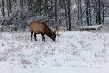 jasper national park during heavy snow break.jpg